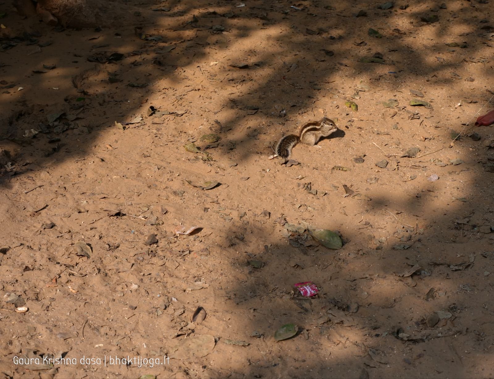 Varshana parikrama and preaching. 2019.12.10